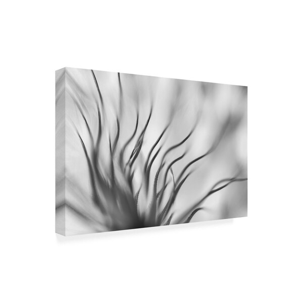 Keren Or 'Gray Dandelion Macro' Canvas Art,22x32